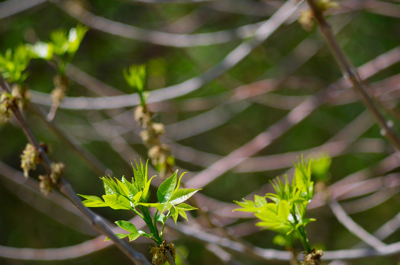 tree  spring  leaves free photo