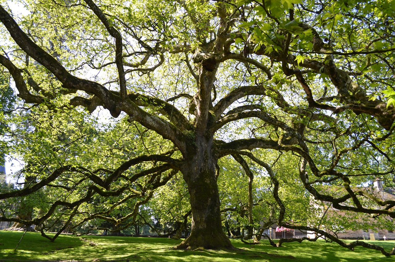 tree  branches  nature free photo