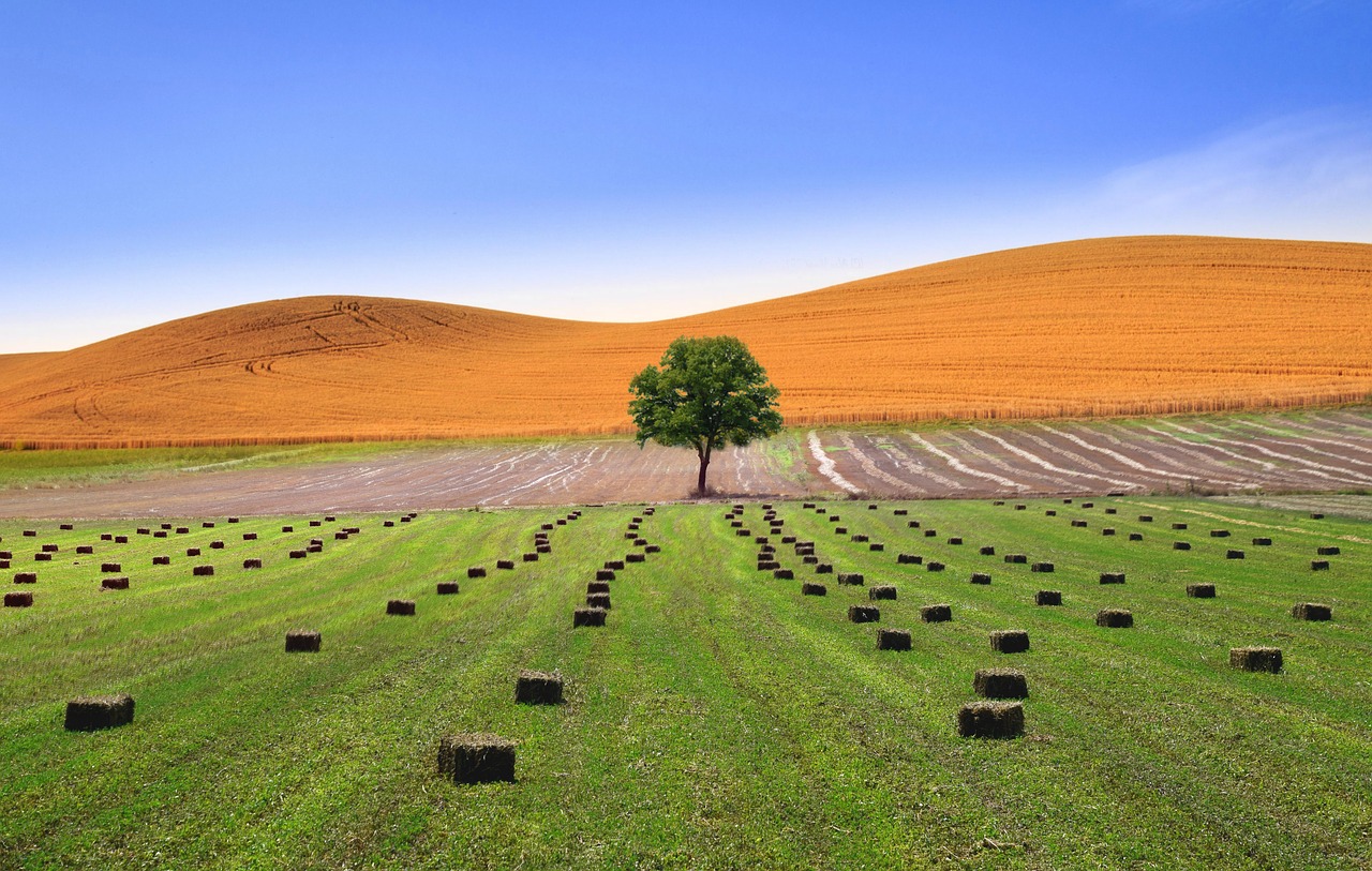 tree  fields  landscape free photo