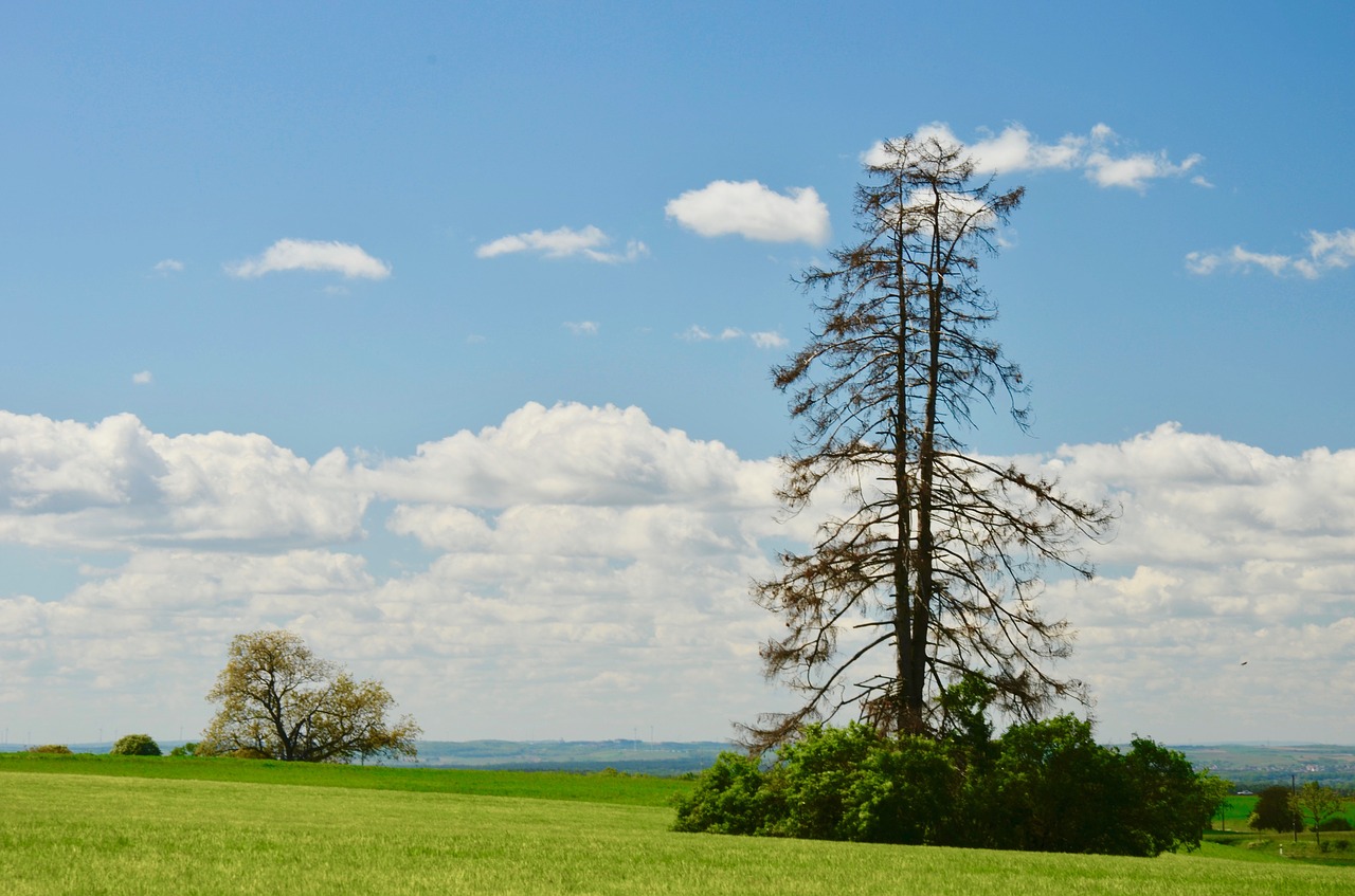 tree  landscape  nature free photo