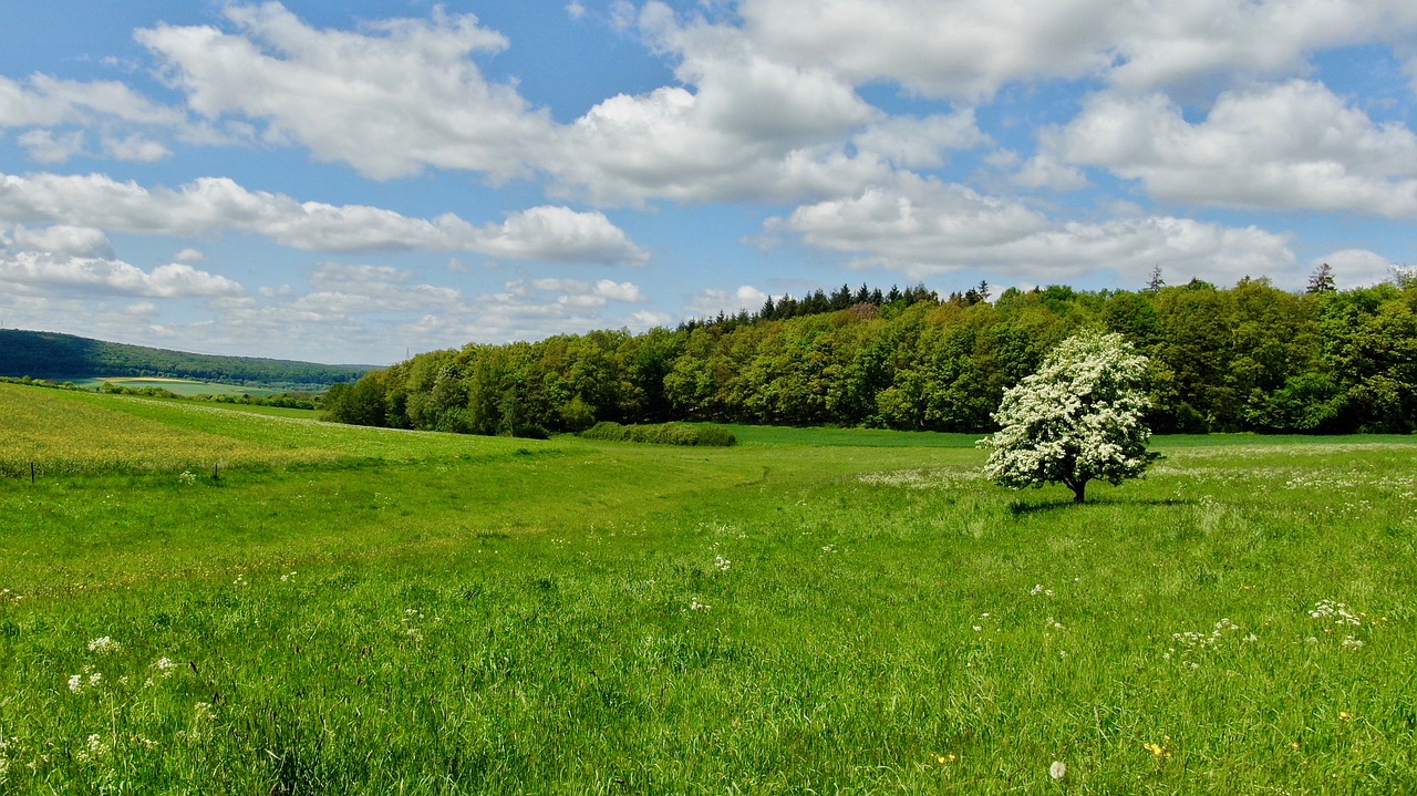 tree  forest  clouds free photo