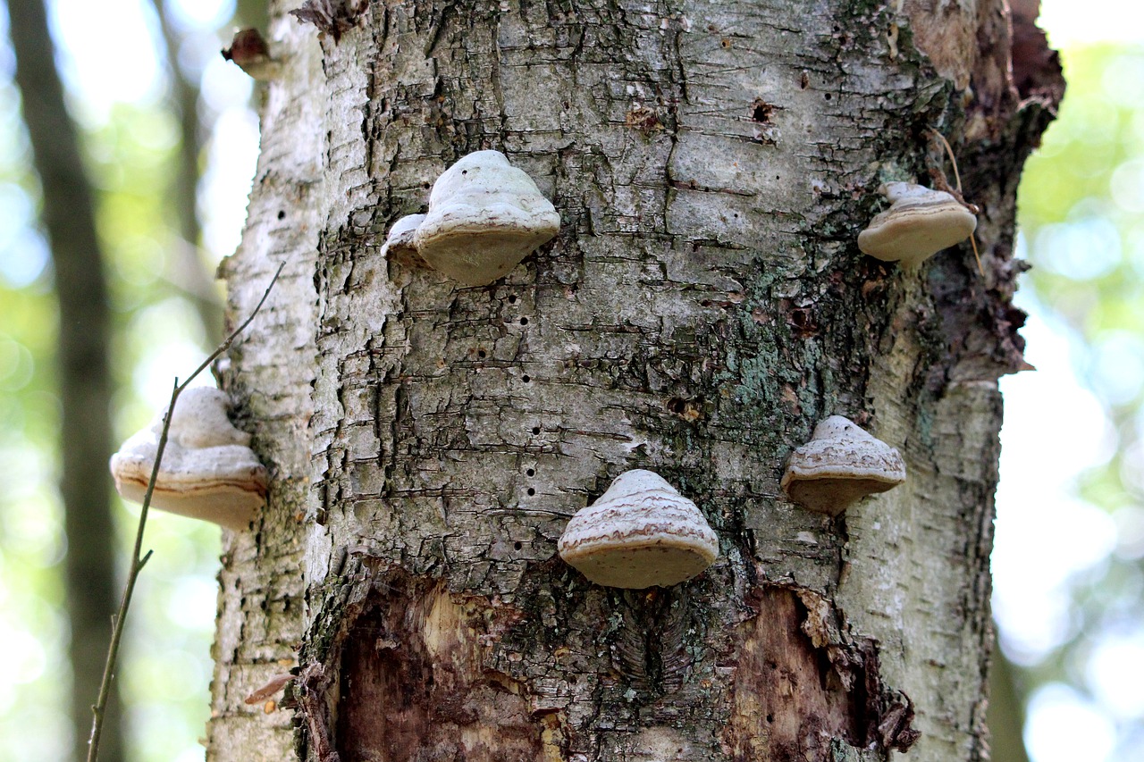 tree  mushrooms  mood free photo