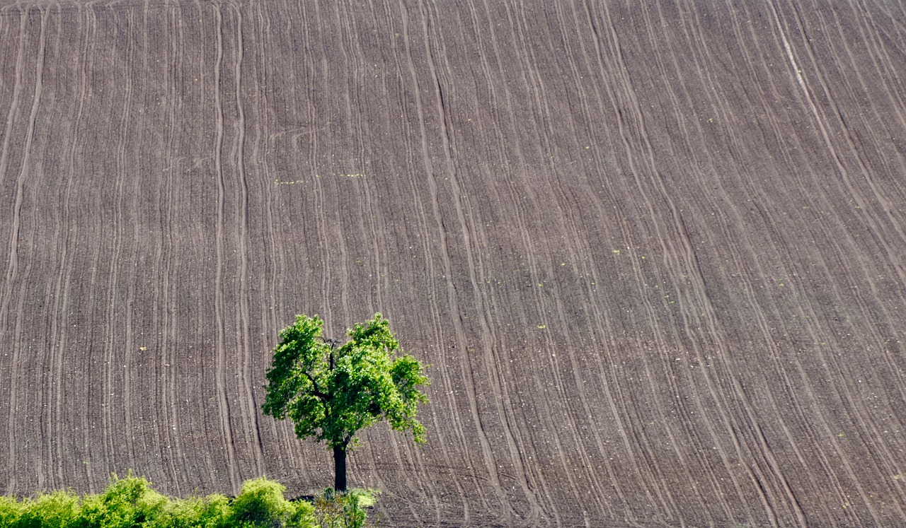 tree  field  agriculture free photo