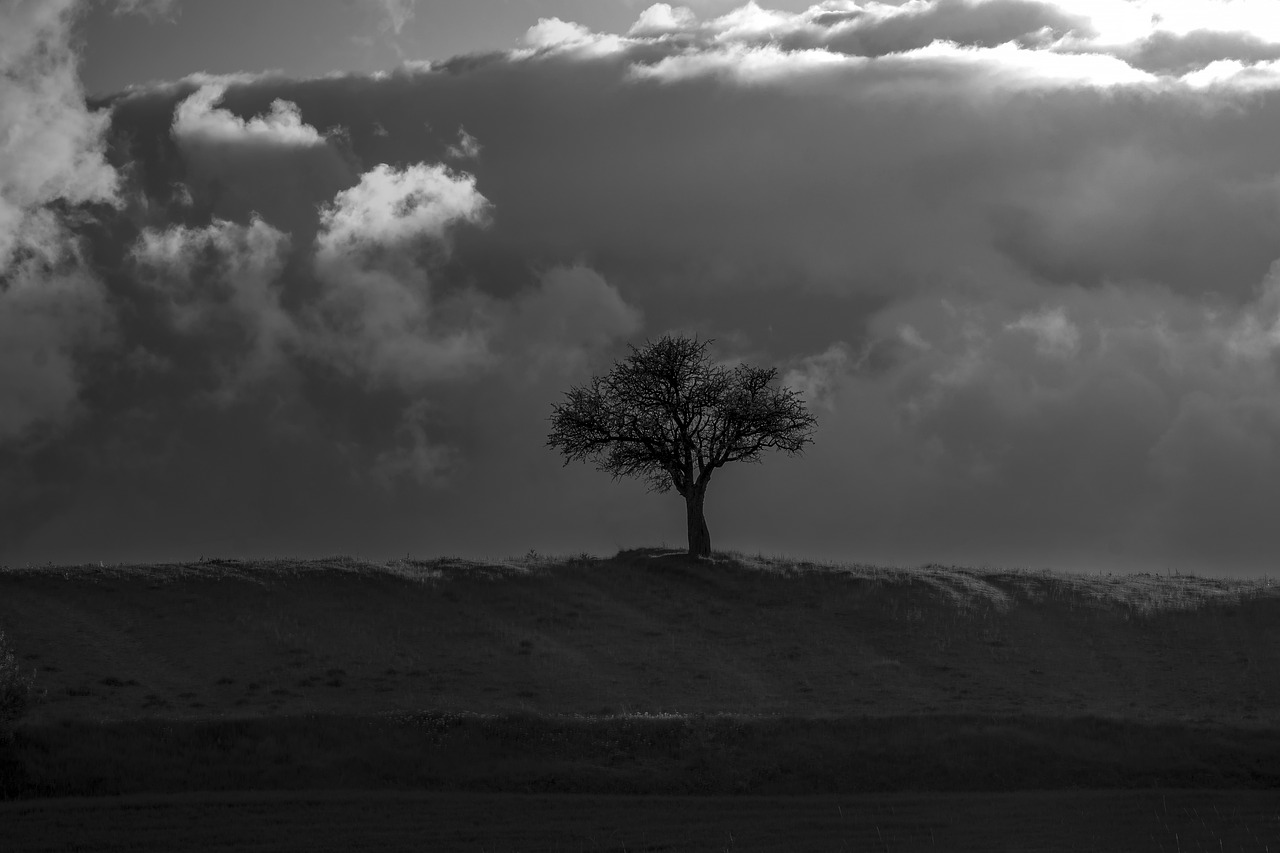 tree  black  white free photo