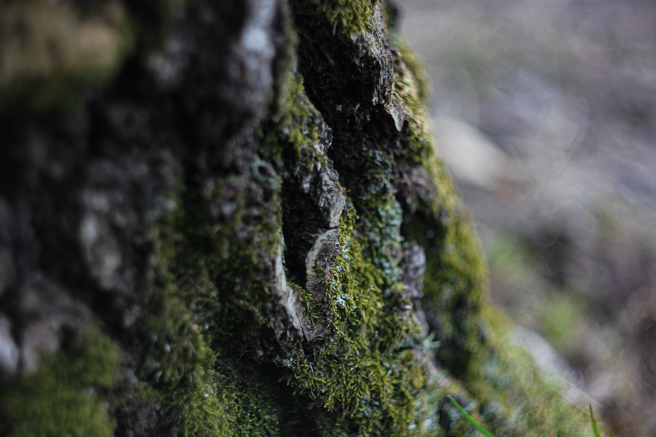 tree  moss  bark free photo