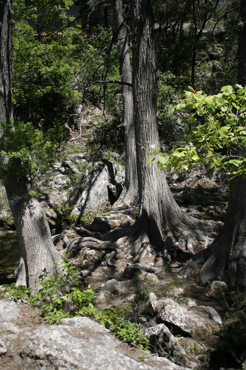 tree trunk forest free photo