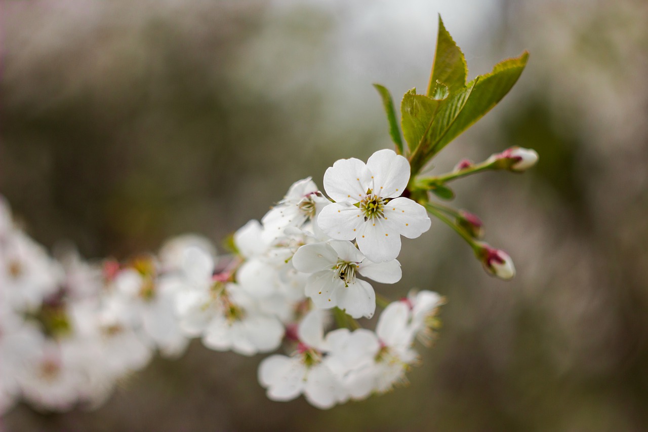 tree  branch  flowers free photo