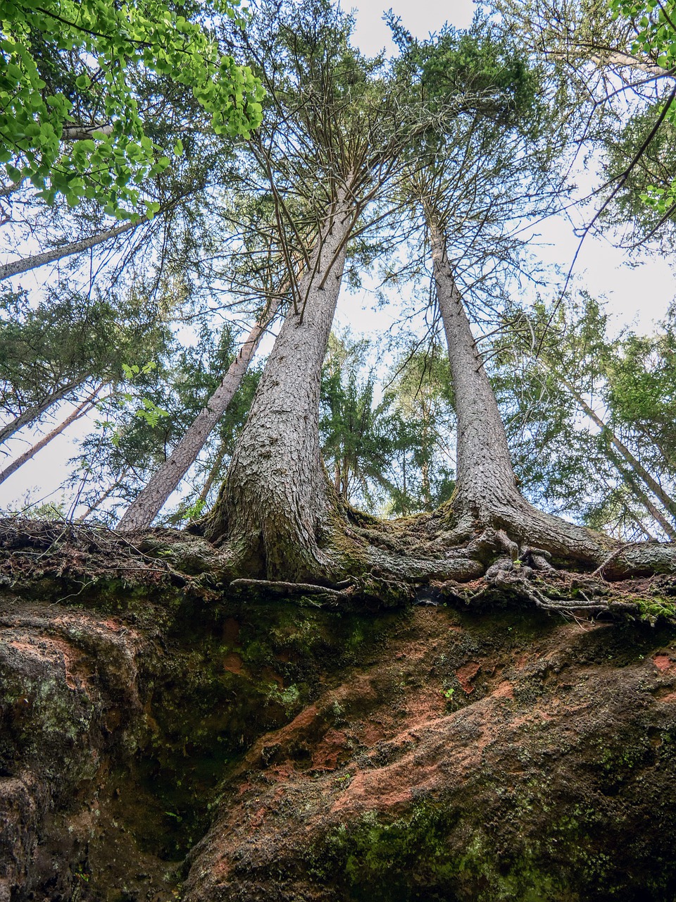 tree  forest  root free photo