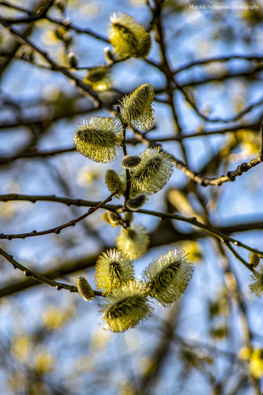 tree  spring  flowers free photo