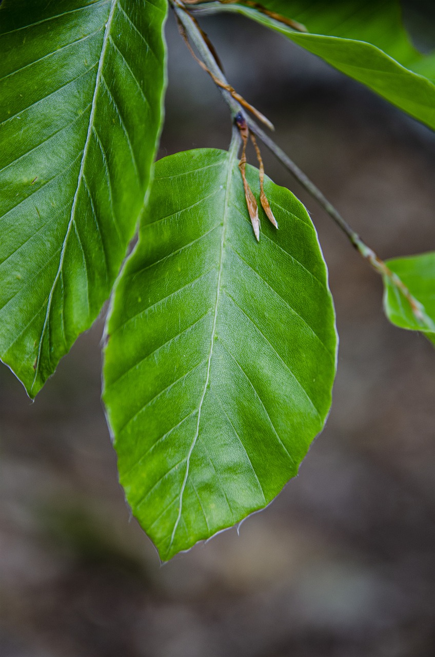 tree  ticket  close-up free photo