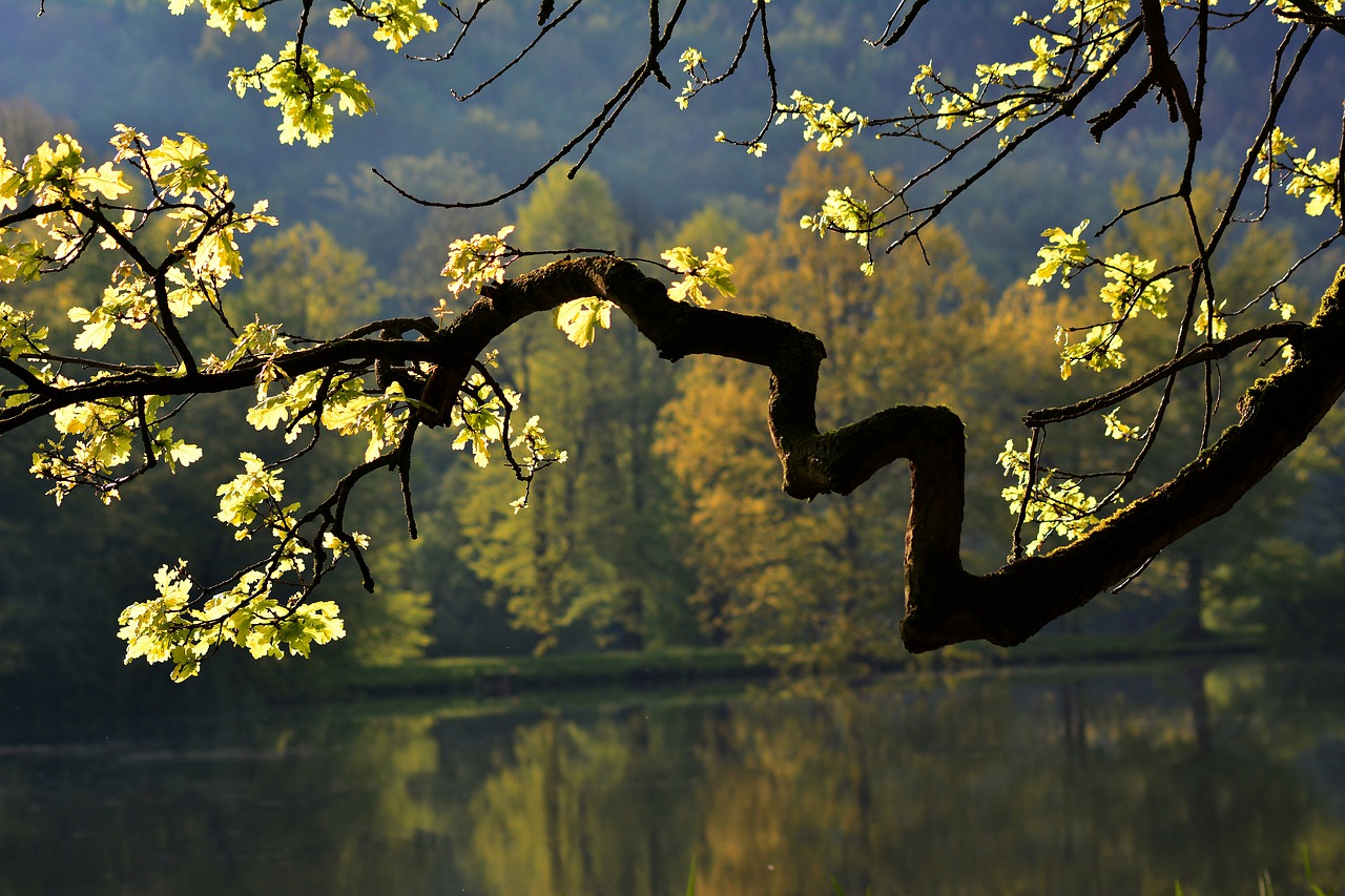 tree  branch  lake free photo