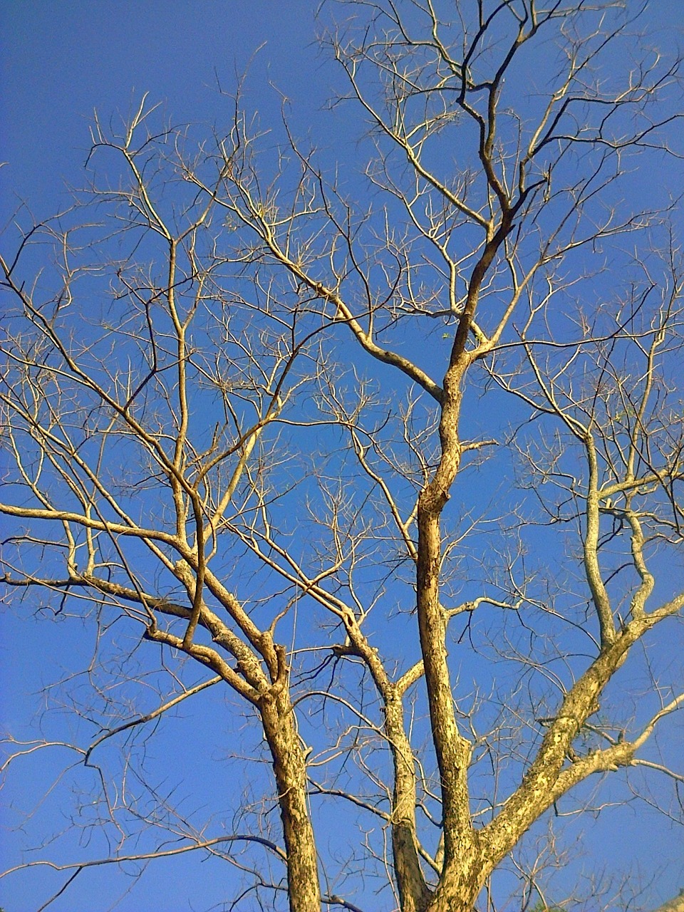 tree branches branch free photo