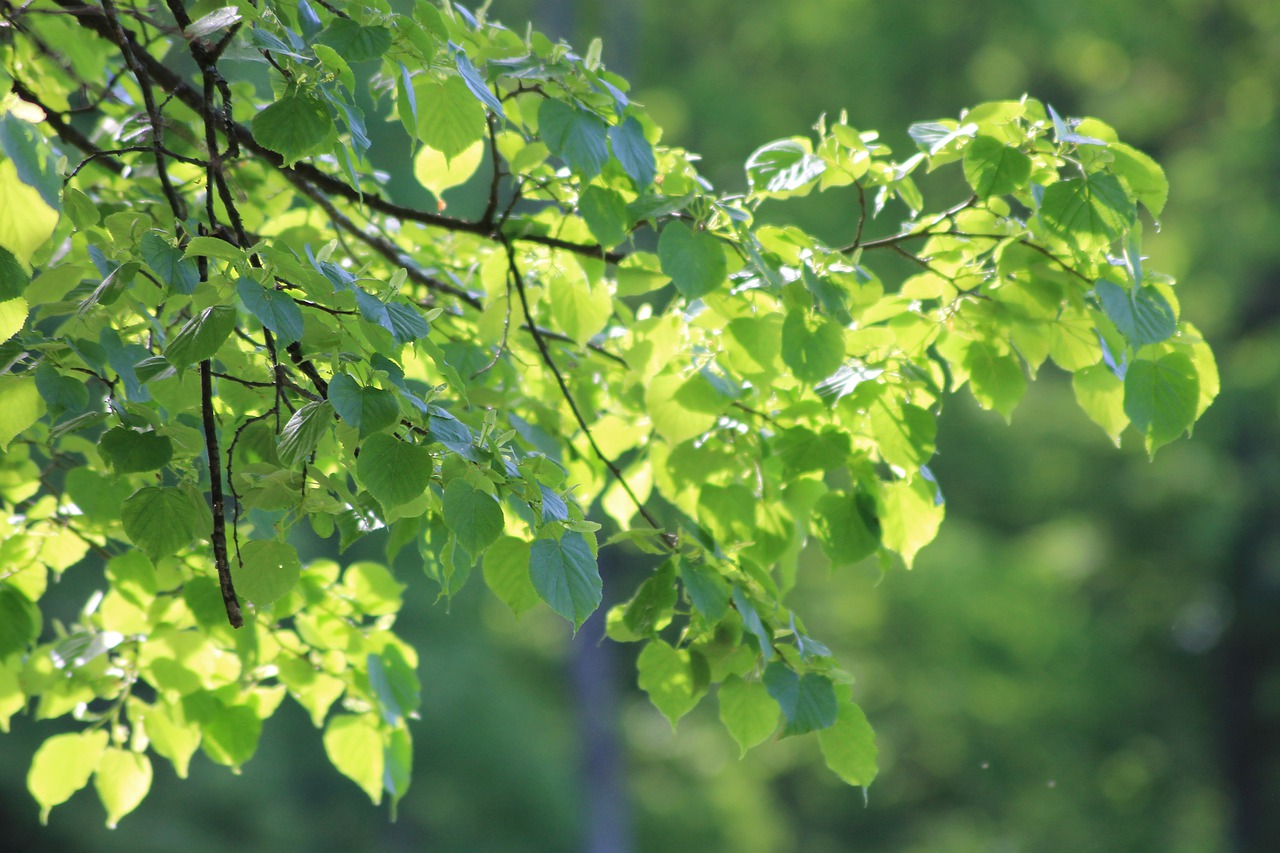 tree  leaves  sun free photo