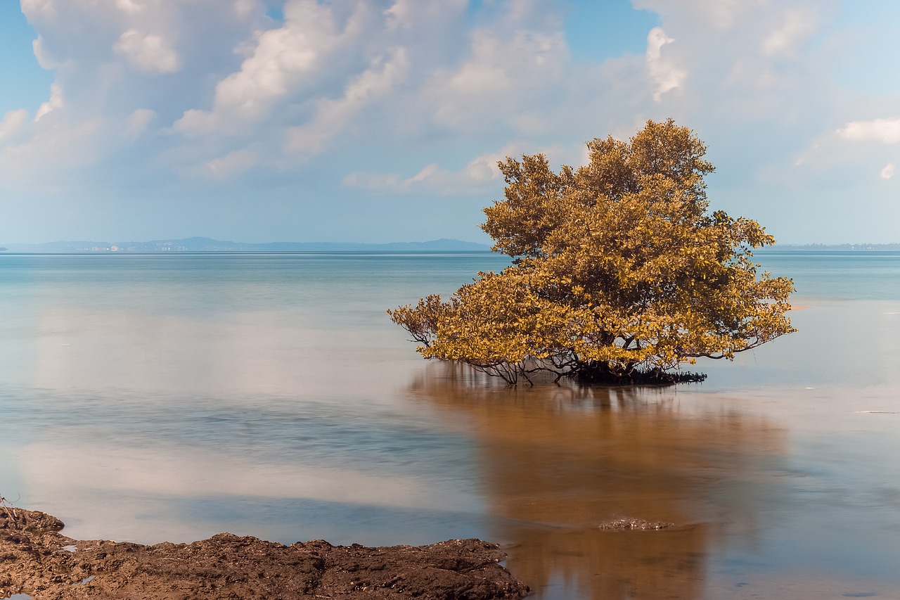 tree  ocean  sea free photo