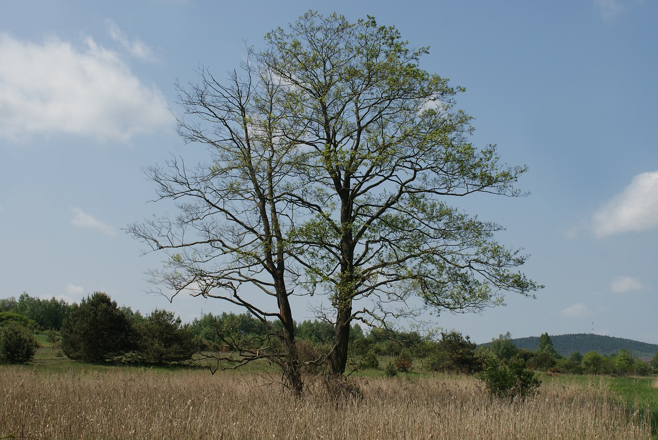 tree  love  romance free photo