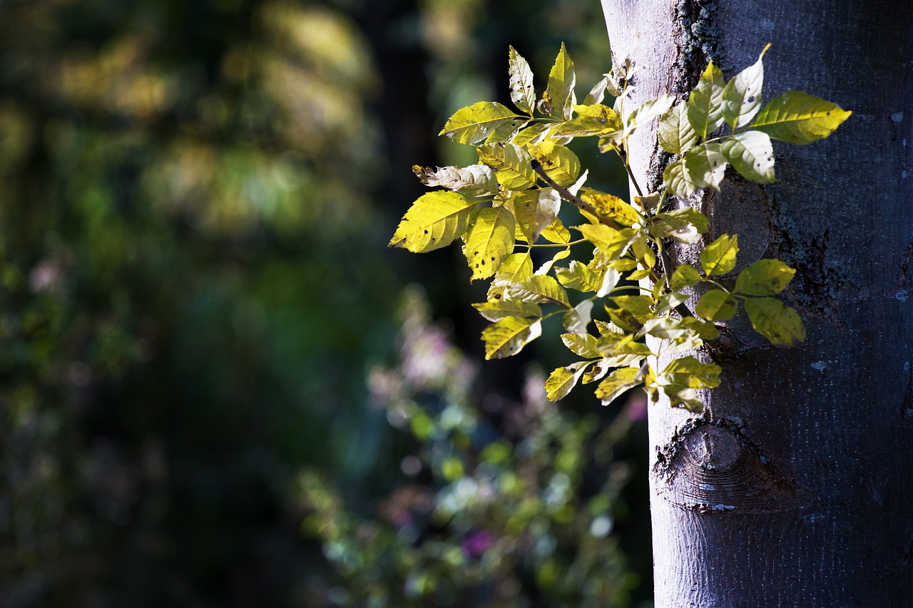 tree  branch  engine free photo