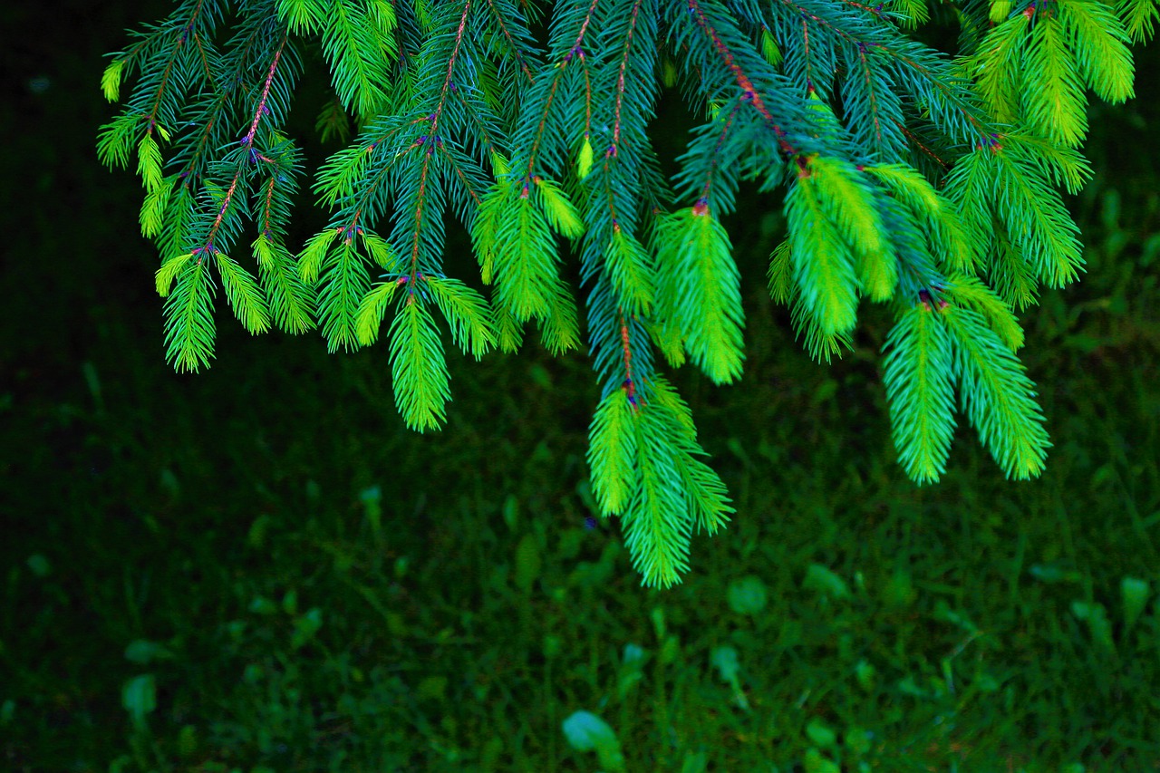 tree  green  pine free photo