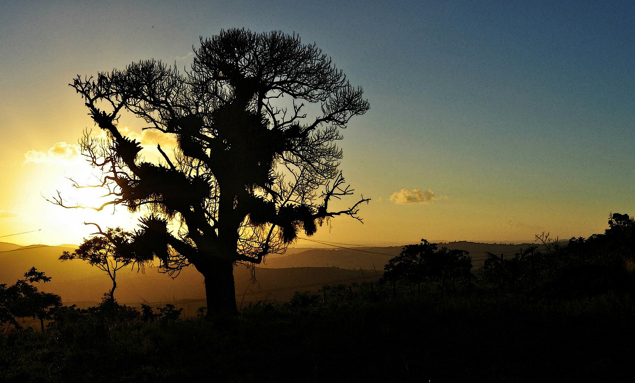 tree sol sky free photo