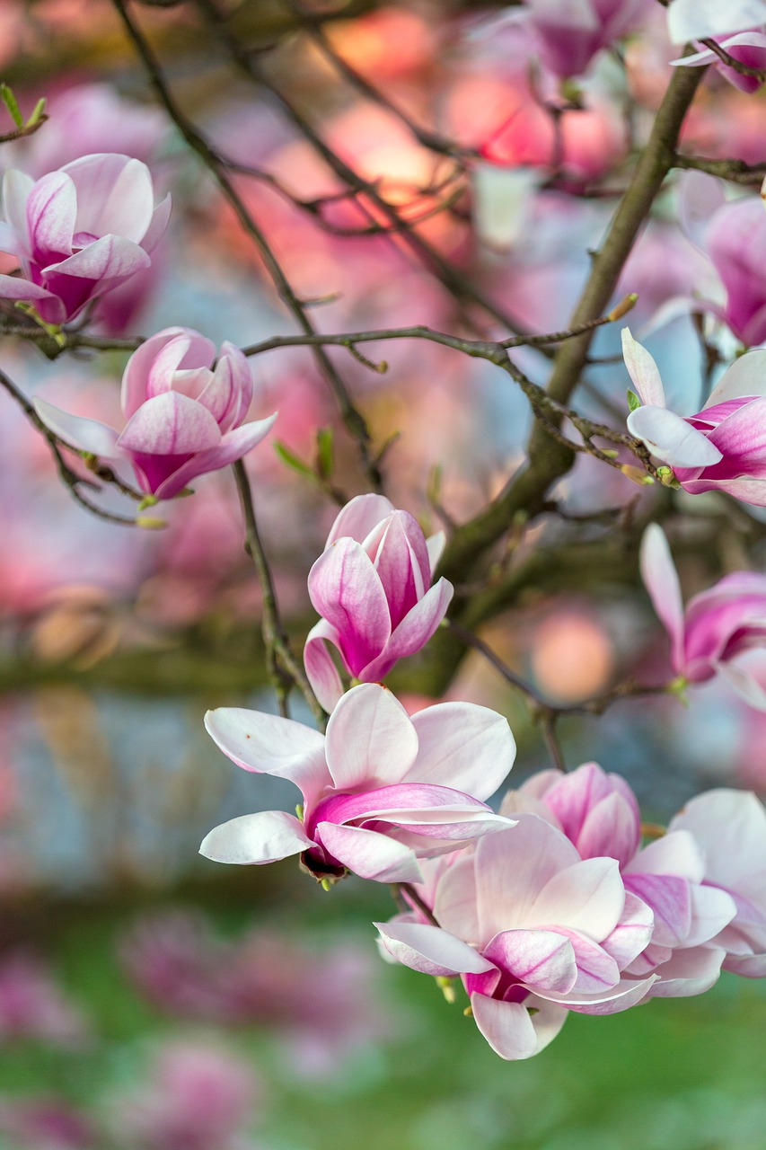 tree  blossom  bloom free photo