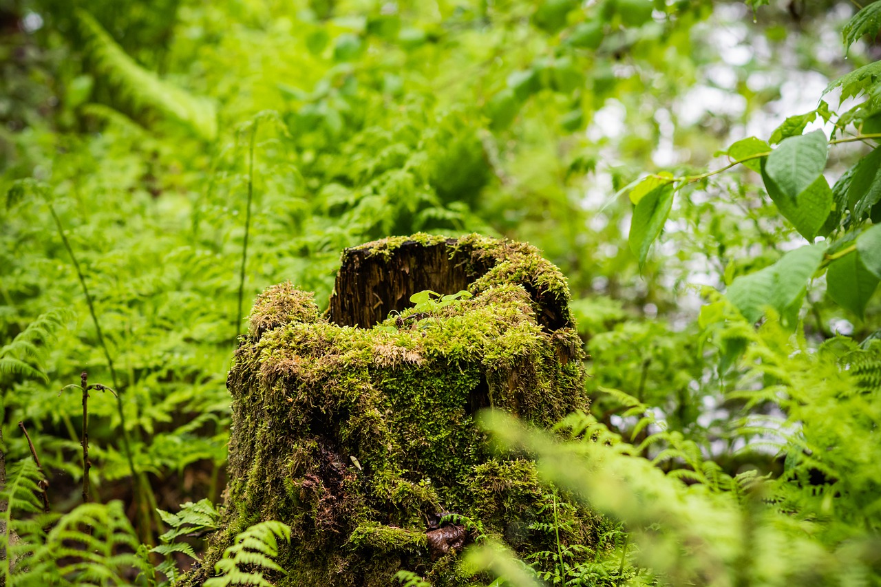 tree  stump  nature free photo