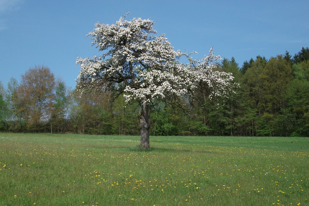 tree flowers apple blossom free photo