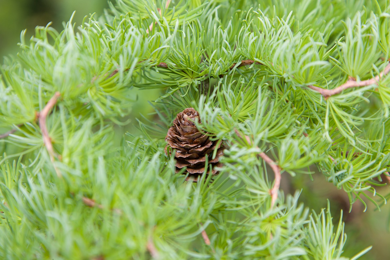 tree  larch  green free photo