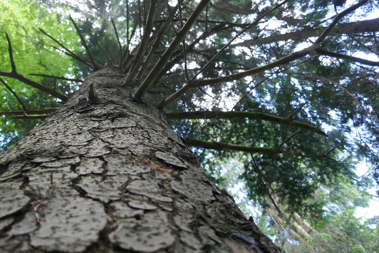 tree  bough  leaves free photo