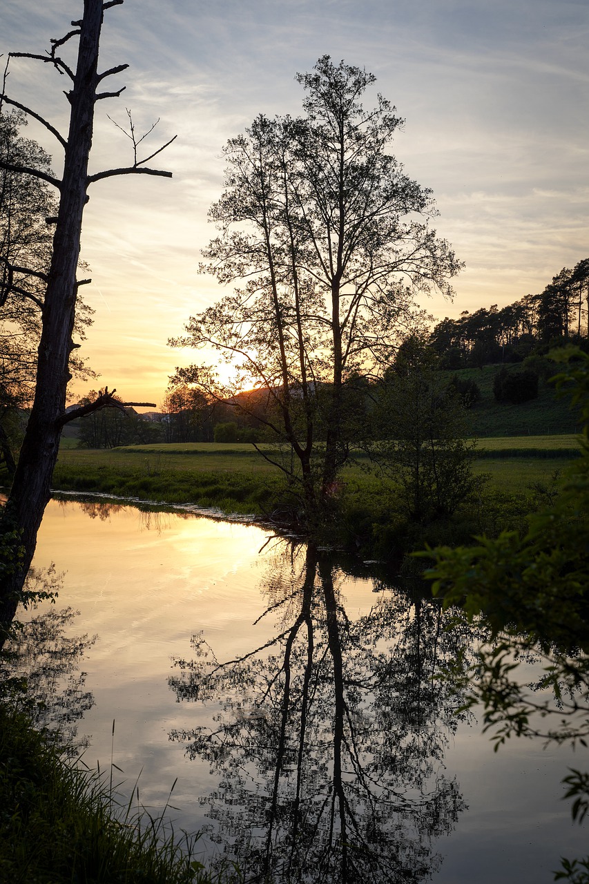 tree  meadow  sun free photo