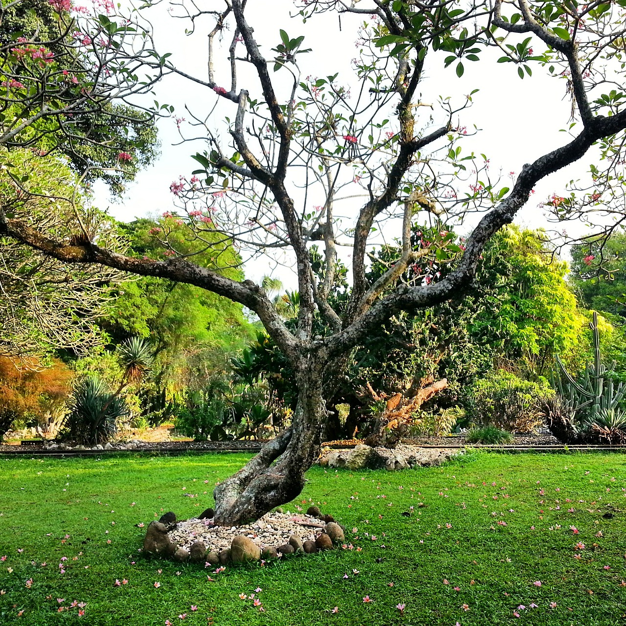 tree botanical garden green free photo