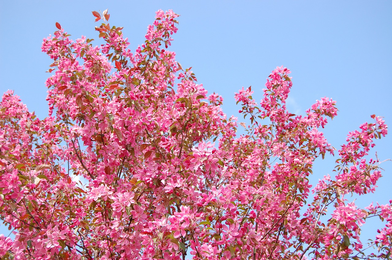 tree flowers spring free photo