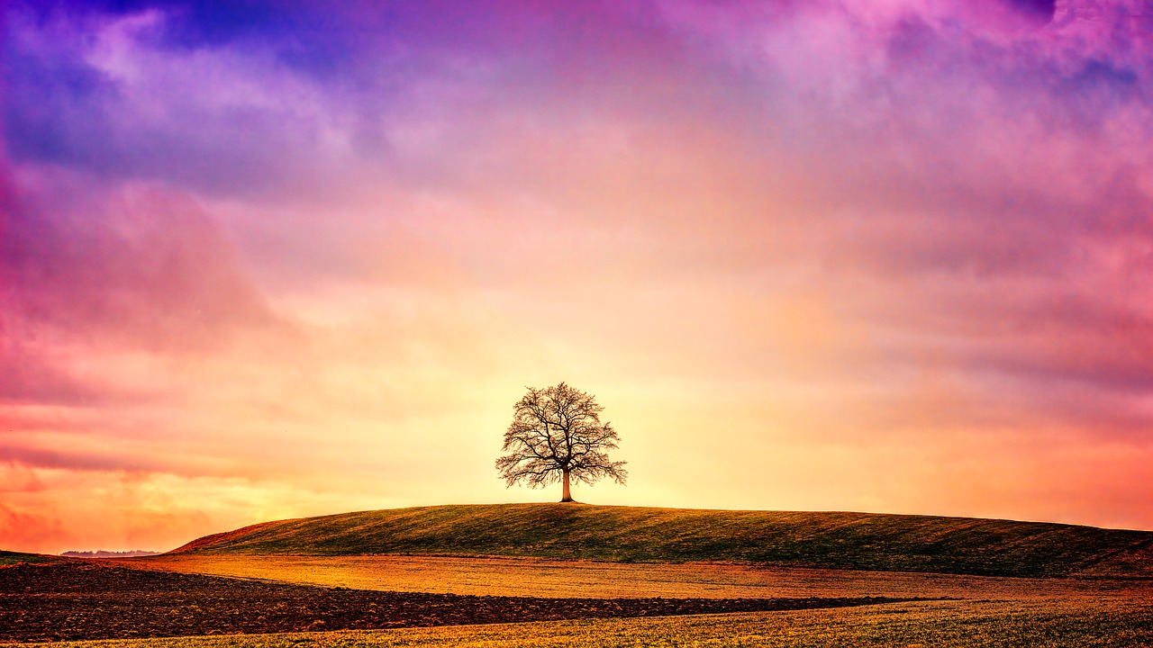 tree  hill  clouds free photo