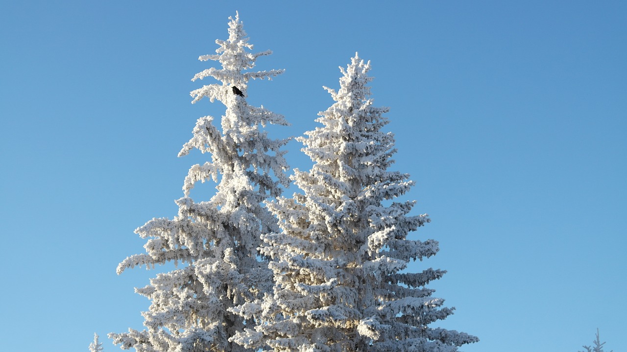 tree cold winter free photo