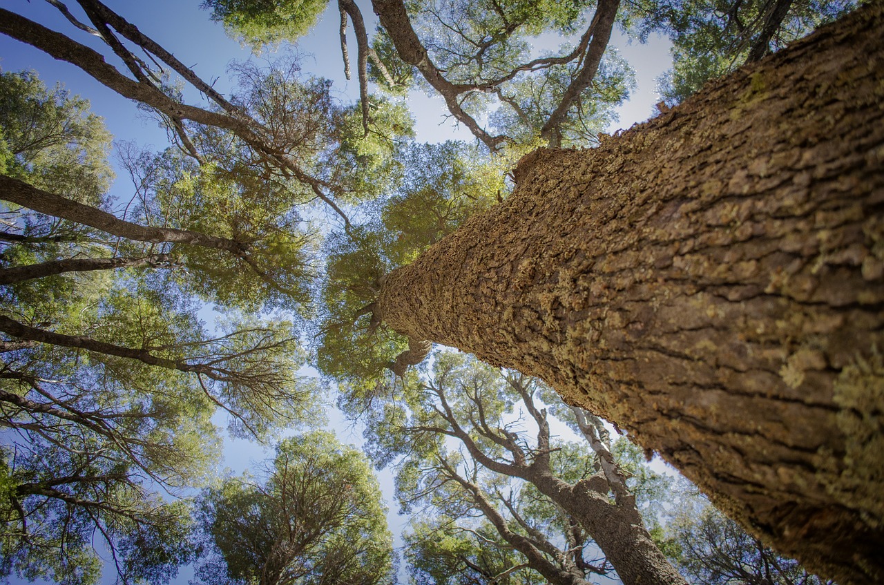 tree leaves sky free photo