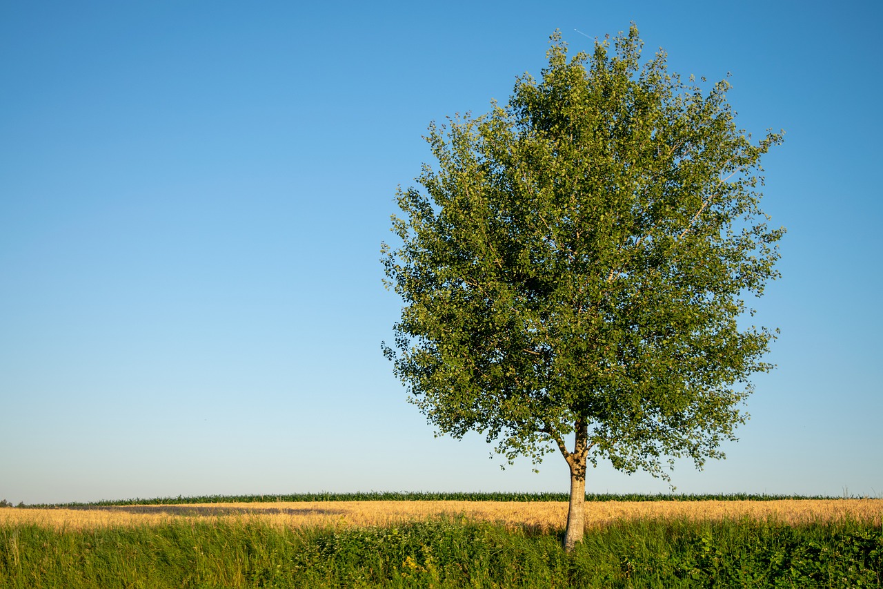 tree  summer  hallertau free photo