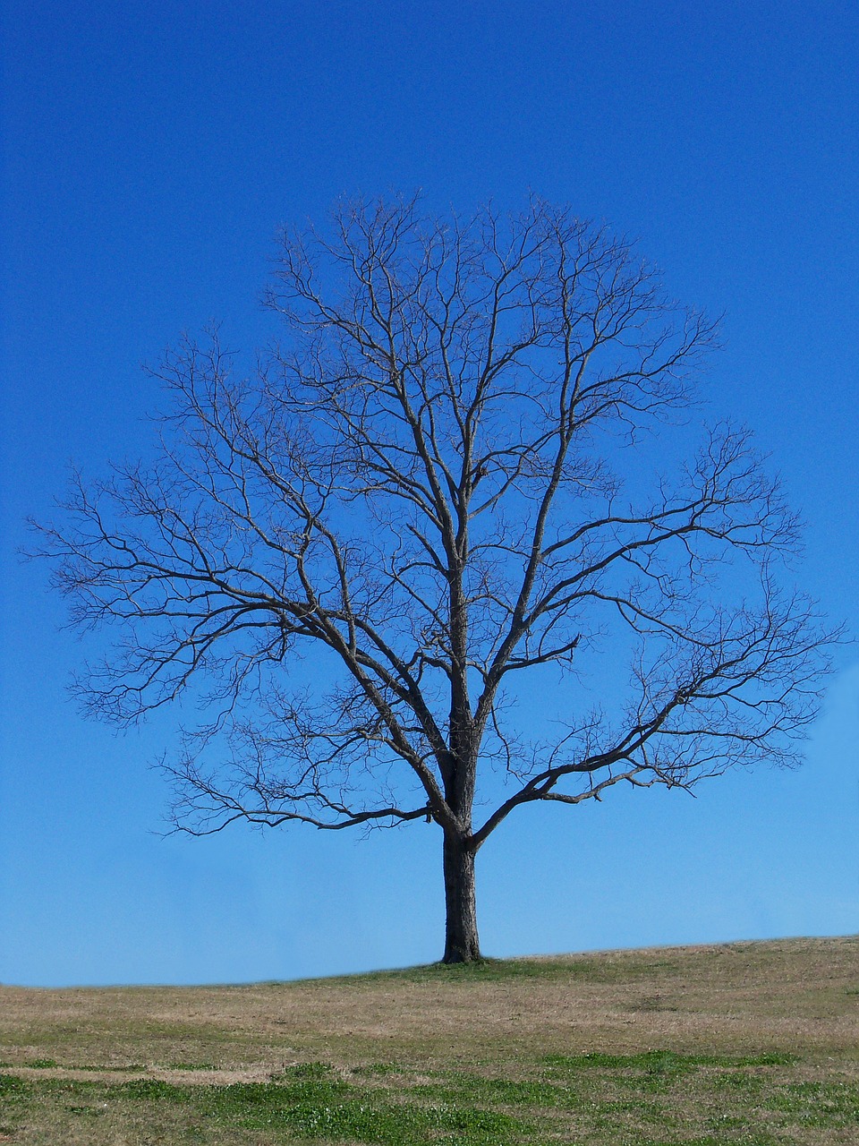 tree blue sky free photo