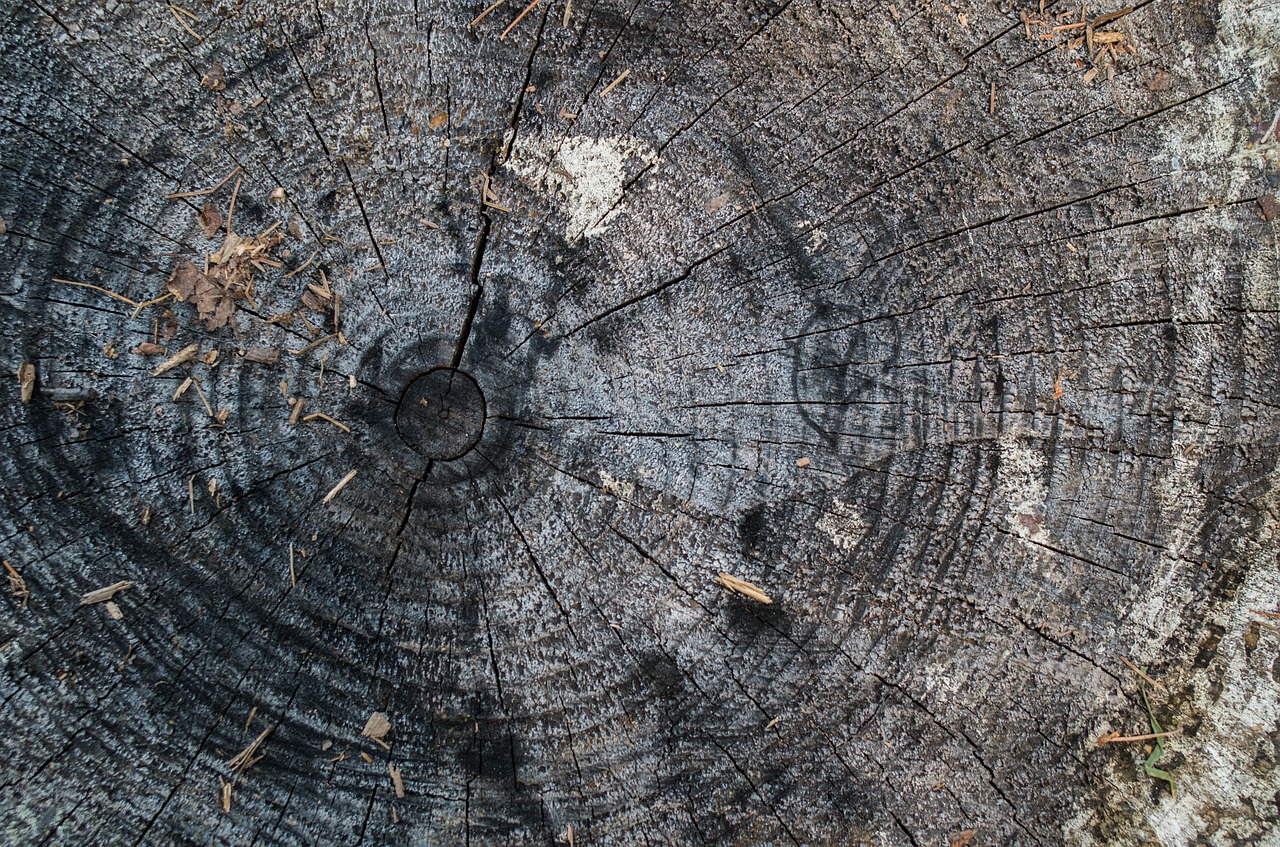 tree stump rings free photo