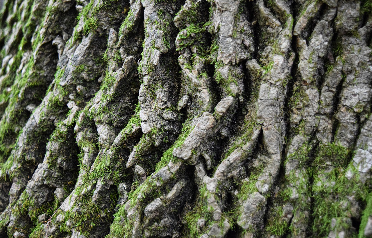 tree  bark  nature free photo