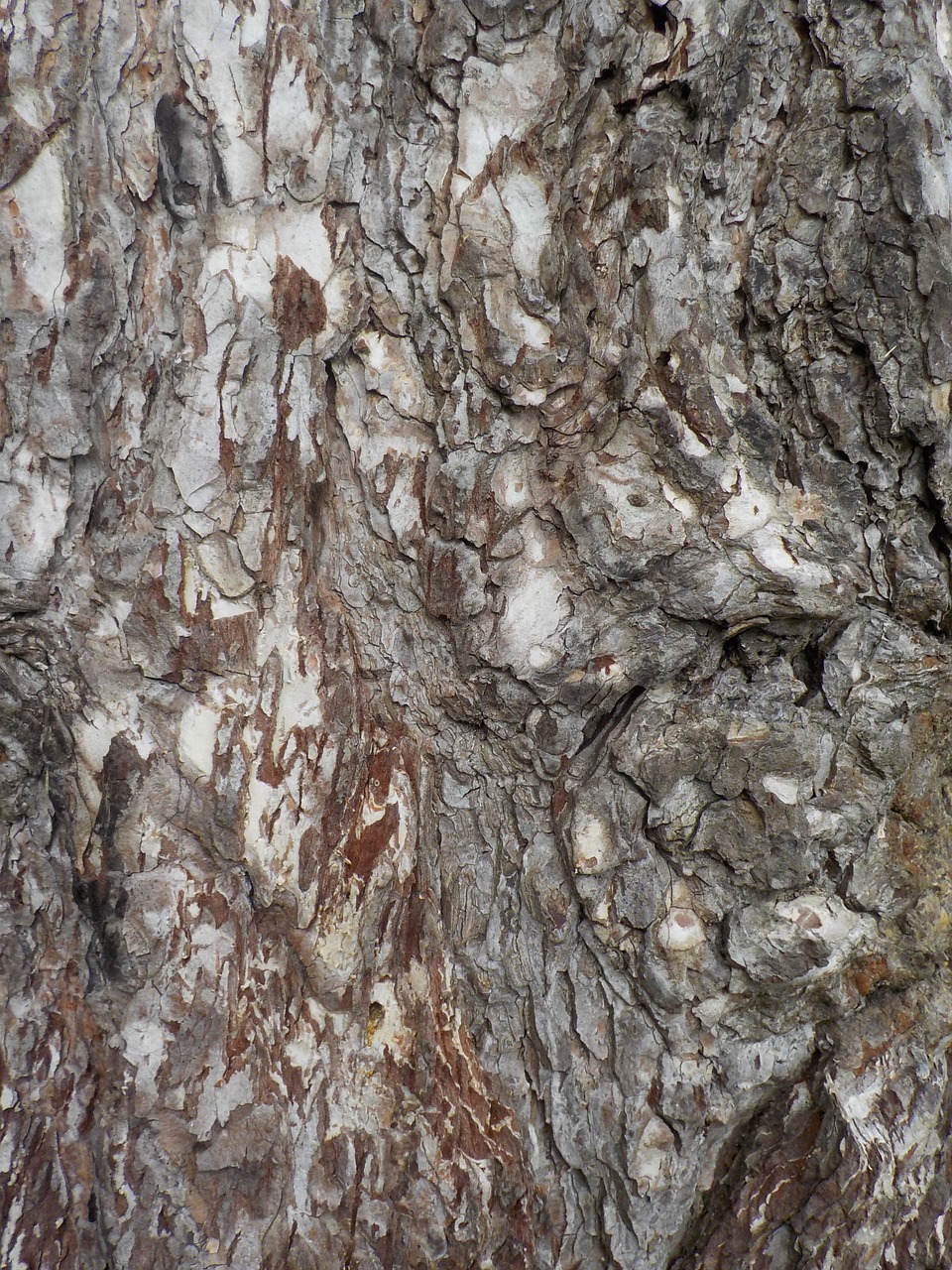 tree nature bark free photo