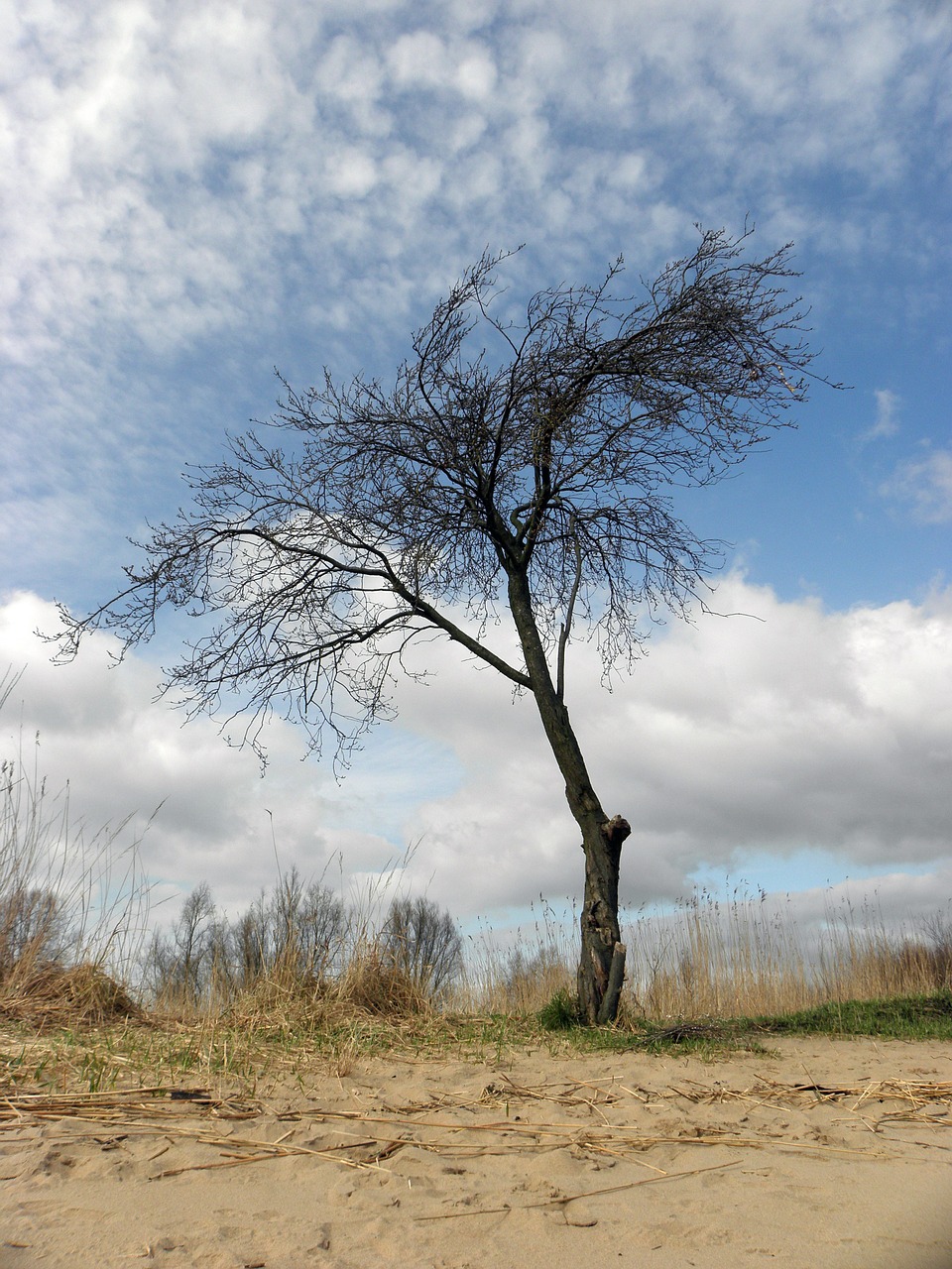 tree beach clouds free photo