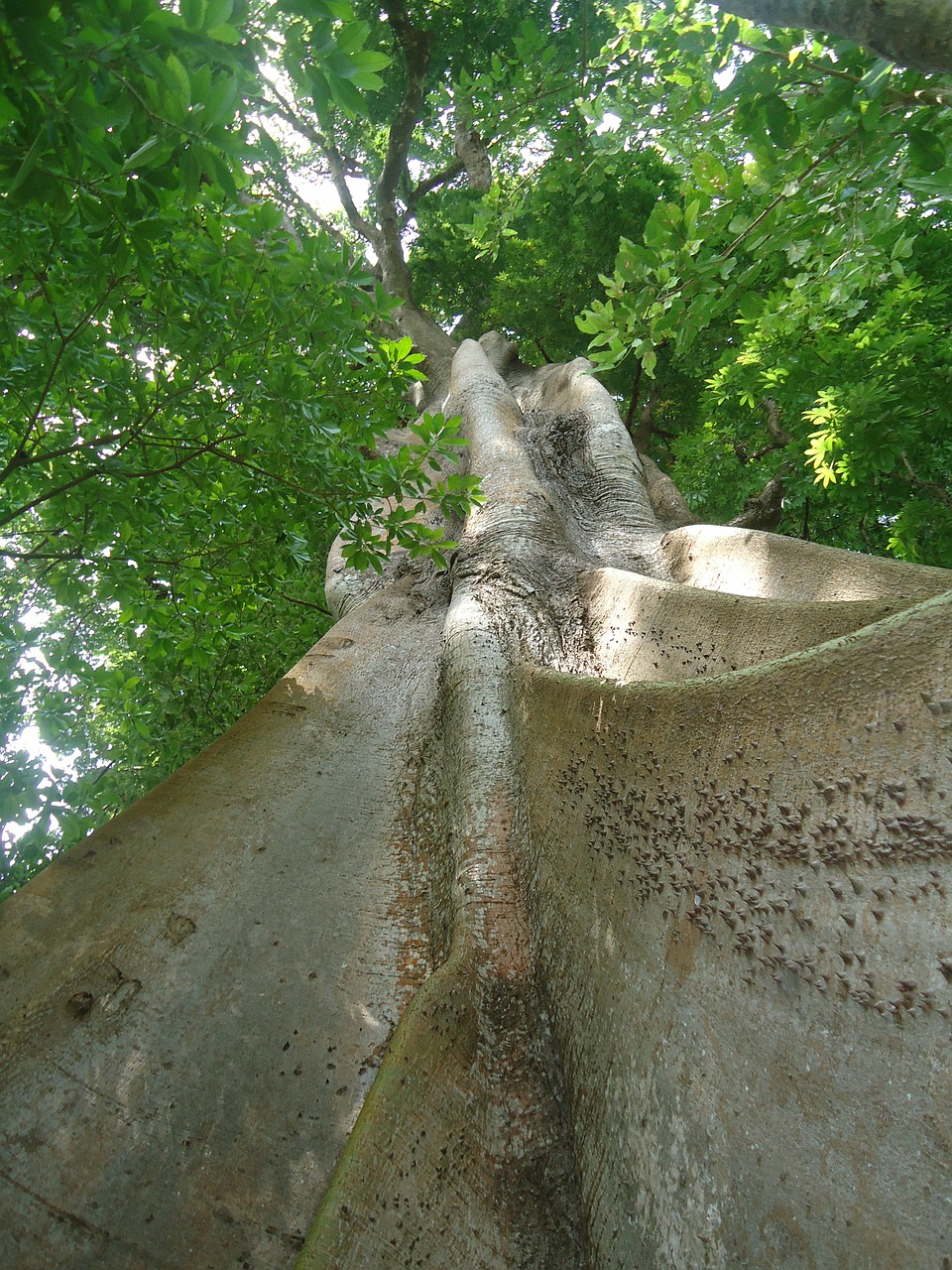 tree forest nature free photo