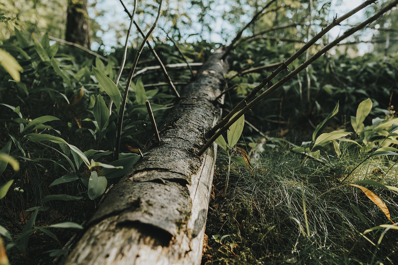 tree  down  fallen free photo