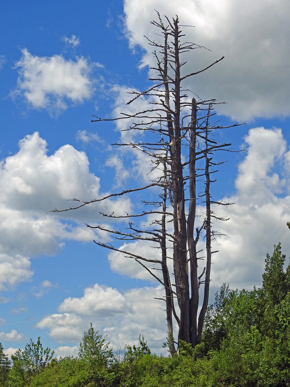 tree  nature  sky free photo