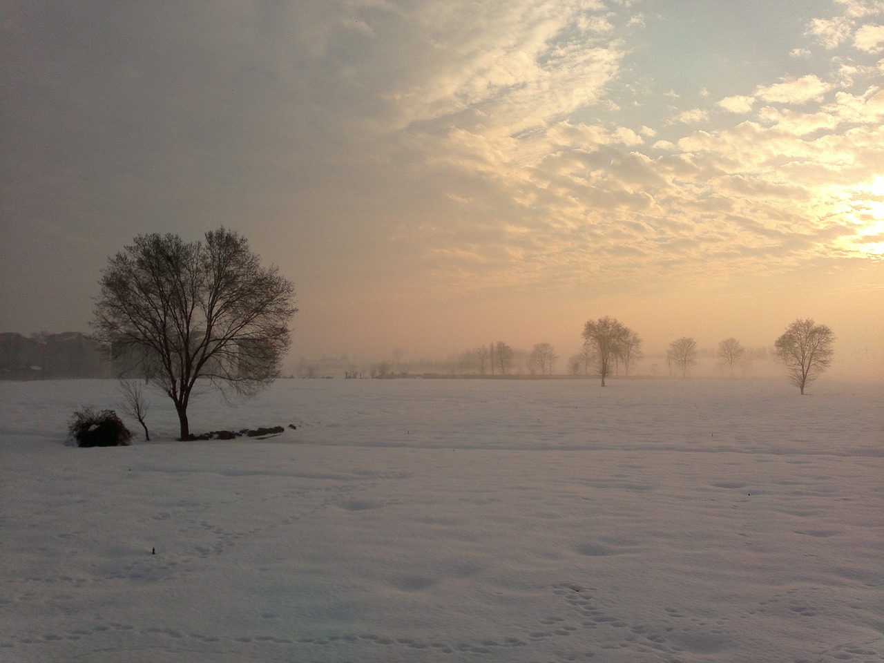 tree winter alone free photo