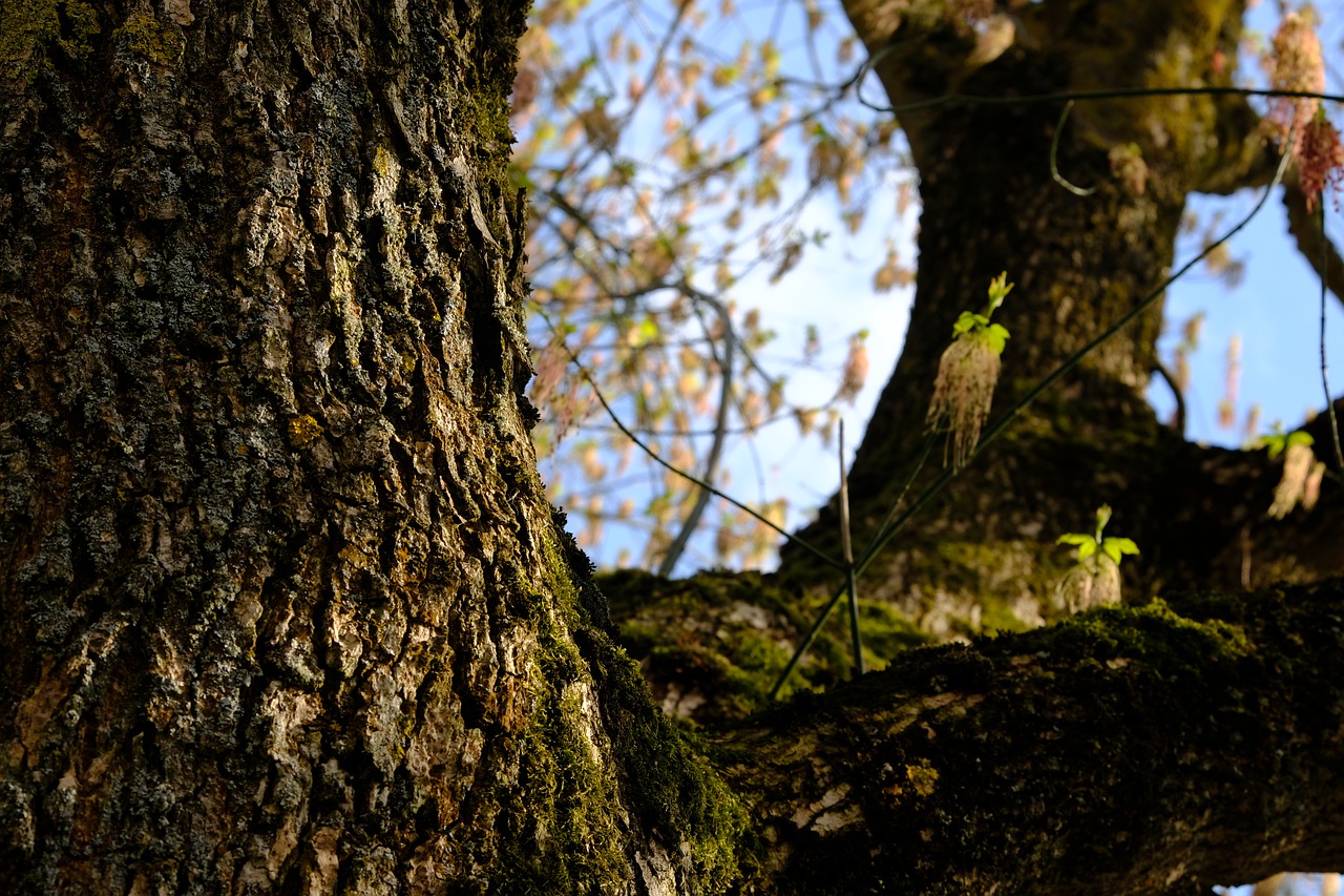 tree  log  bark free photo