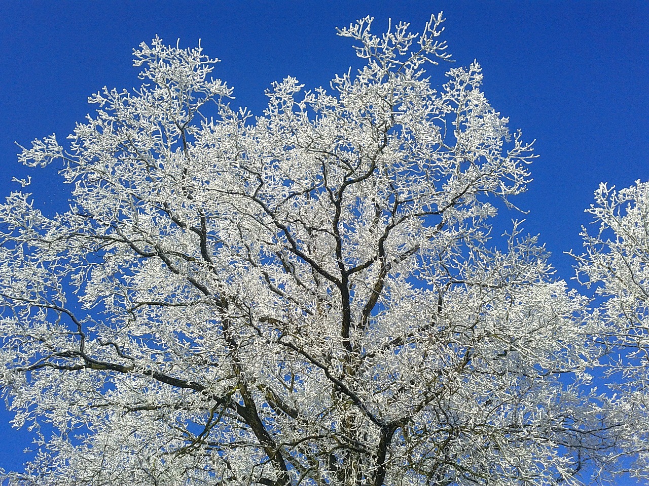 tree hoarfrost winter free photo