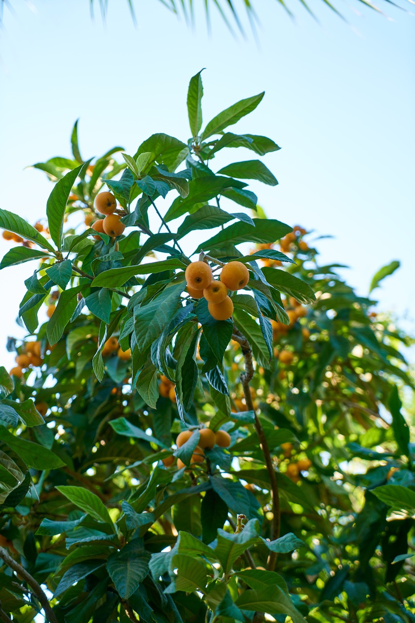 tree  fruit  tangerine free photo