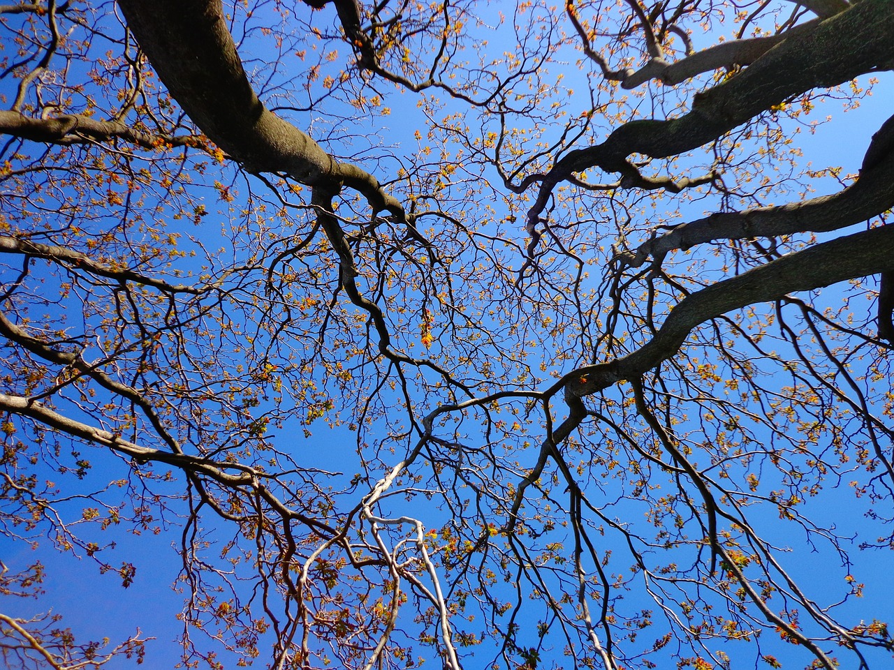 tree branches spring free photo