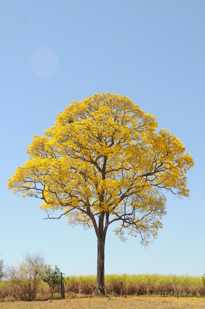 tree yellow spring free photo