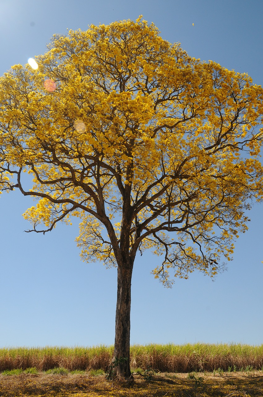 tree yellow spring free photo
