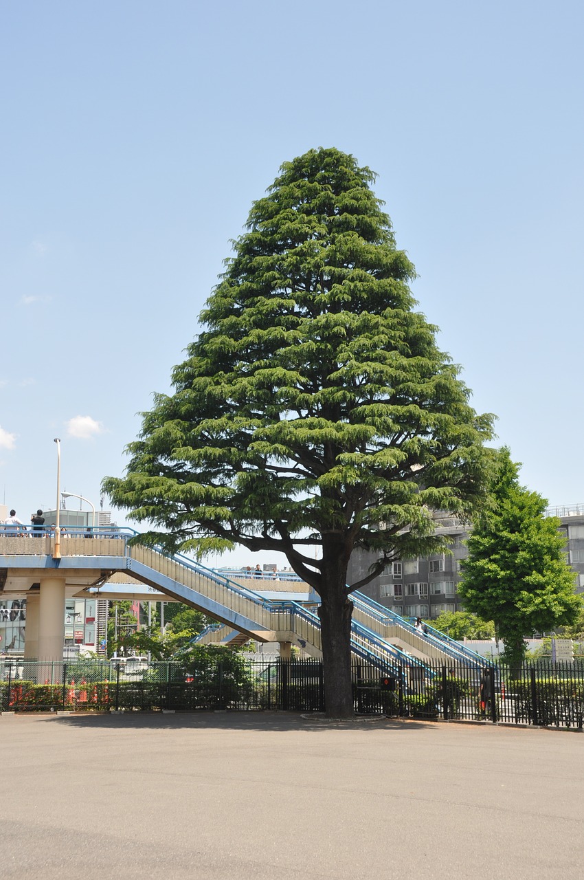 tree japan tokyo free photo